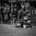 senior_binche_-_ciney_2024_-_rugby_-_rcc_binche_-_www.photoperinne.be_-_photo_sportive_-61.jpg - JPEG - 705.1 ko - 2000×2000 px